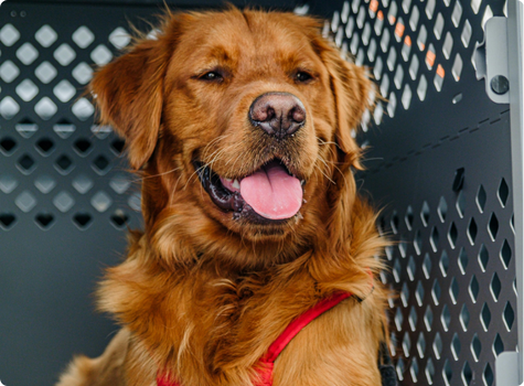 Dog in a crate