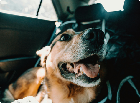 Smiling dog in a car seat