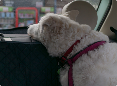 Dog looking out a car window