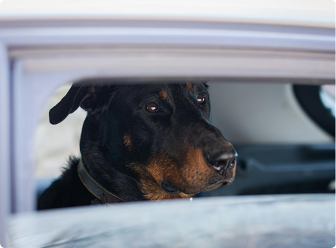 Dog looking through a car window